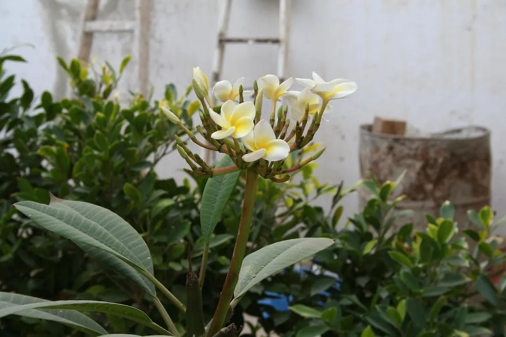 Auberge Keur Diame Dakar Ostello